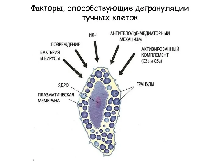 Факторы, способствующие дегрануляции тучных клеток