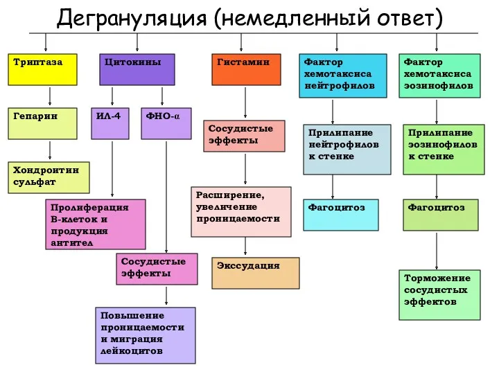 Дегрануляция (немедленный ответ) Гепарин Триптаза Хондроитин сульфат Цитокины ИЛ-4 ФНО-