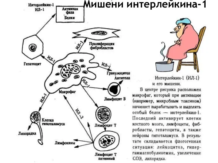 Мишени интерлейкина-1