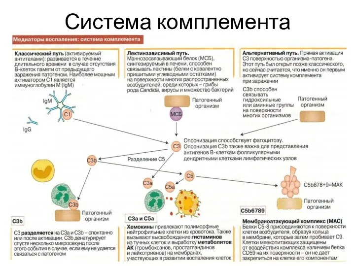 Система комплемента