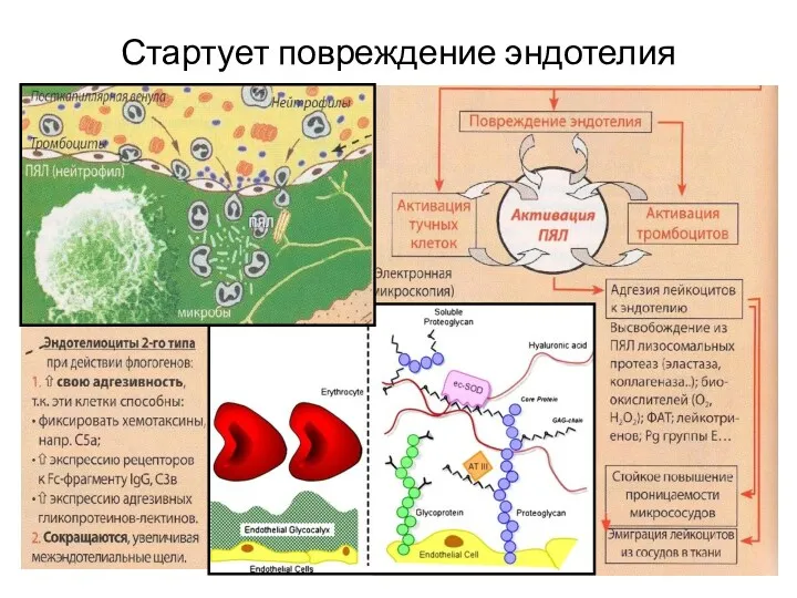 Стартует повреждение эндотелия