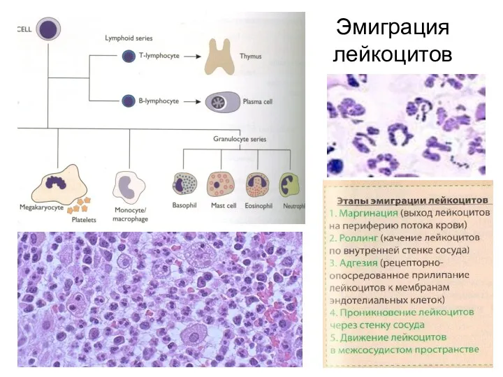 Эмиграция лейкоцитов