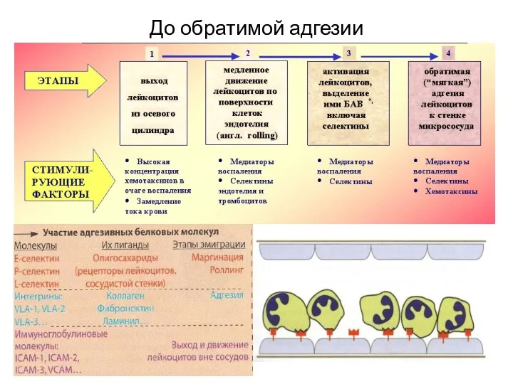 До обратимой адгезии