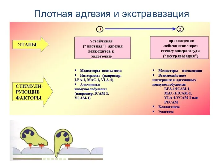 Плотная адгезия и экстравазация