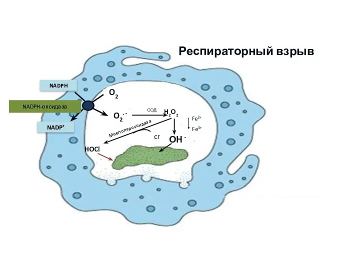 O2 O2. - NADPH NADP+ NADPH-оксидаза Респираторный взрыв СОД Н2О2