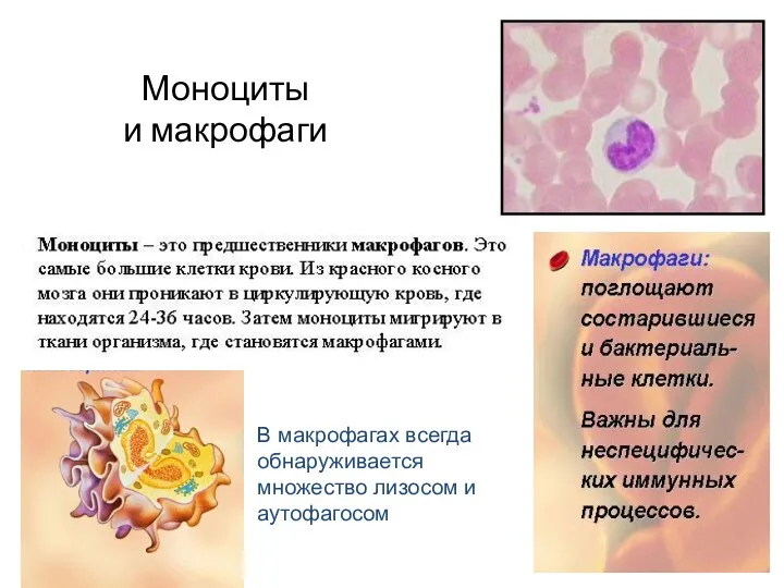 Моноциты и макрофаги В макрофагах всегда обнаруживается множество лизосом и аутофагосом