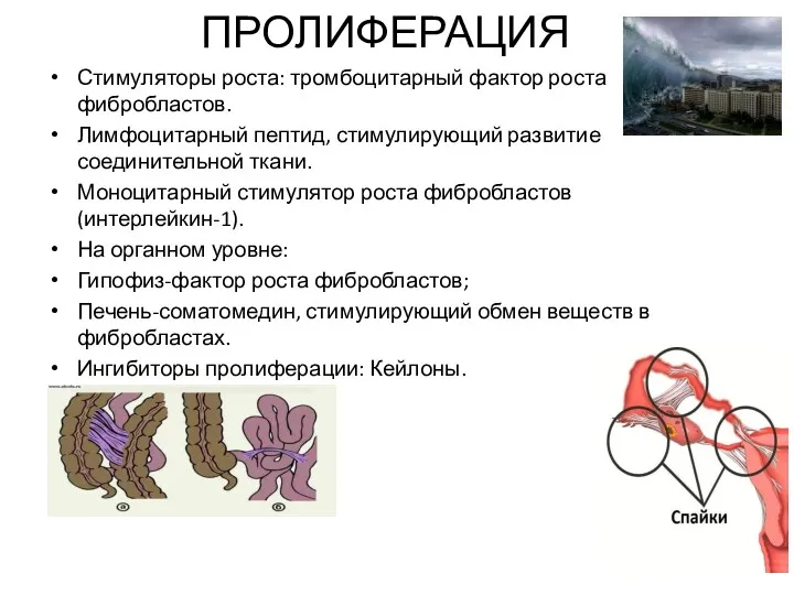 ПРОЛИФЕРАЦИЯ Стимуляторы роста: тромбоцитарный фактор роста фибробластов. Лимфоцитарный пептид, стимулирующий