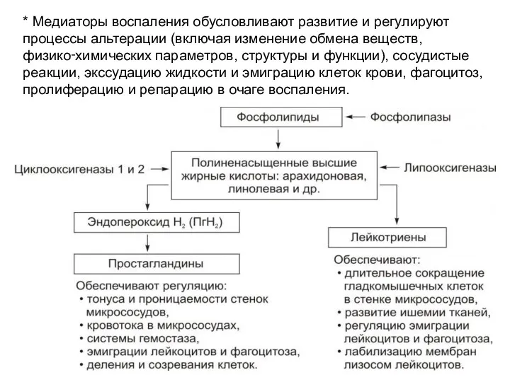 * Медиаторы воспаления обусловливают развитие и регулируют процессы альтерации (включая