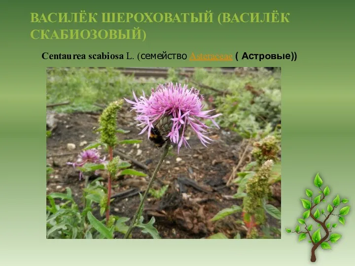 ВАСИЛЁК ШЕРОХОВАТЫЙ (ВАСИЛЁК СКАБИОЗОВЫЙ) Centaurea scabiosa L. (семейство Asteraceae ( Астровые))