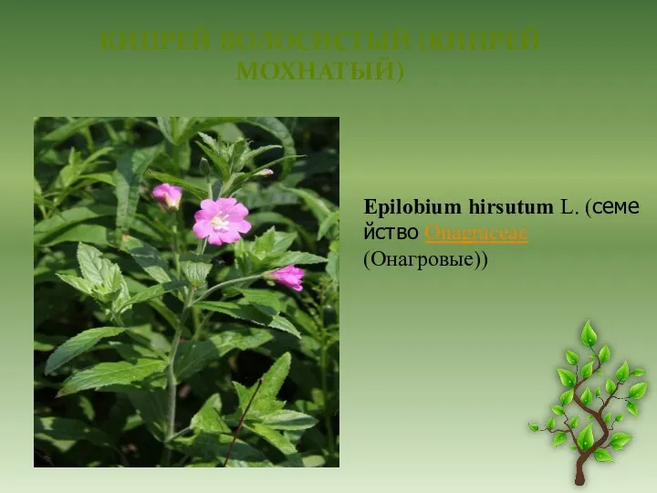 КИПРЕЙ ВОЛОСИСТЫЙ (КИПРЕЙ МОХНАТЫЙ) Epilobium hirsutum L. (семейство Onagraceae (Онагровые))