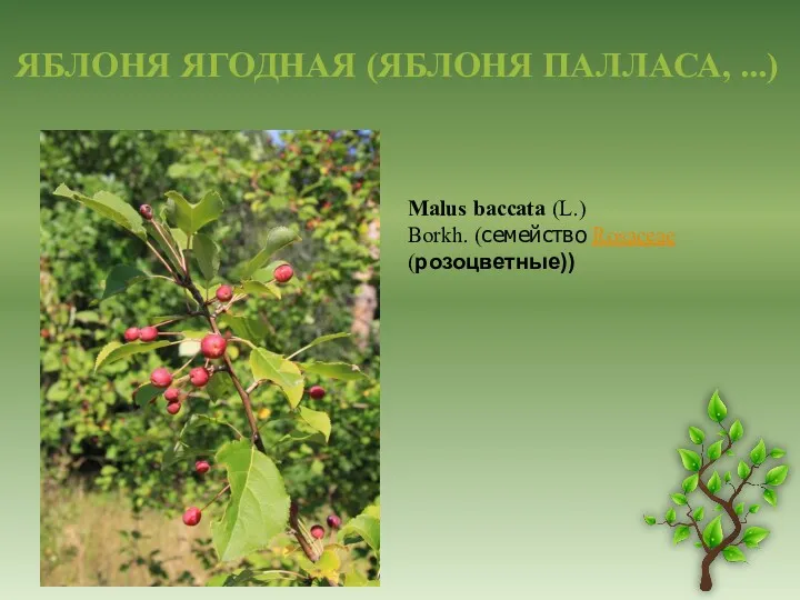 ЯБЛОНЯ ЯГОДНАЯ (ЯБЛОНЯ ПАЛЛАСА, ...) Malus baccata (L.) Borkh. (семейство Rosaceae (розоцветные))