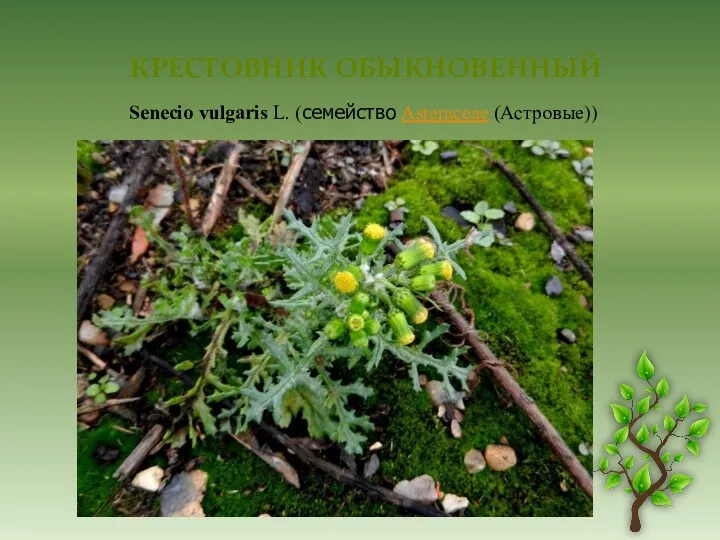 КРЕСТОВНИК ОБЫКНОВЕННЫЙ Senecio vulgaris L. (семейство Asteraceae (Астровые))