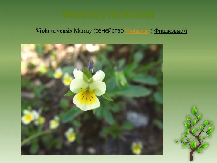 ФИАЛКА ПОЛЕВАЯ Viola arvensis Murray (семейство Violaceae ( Фиалковые))