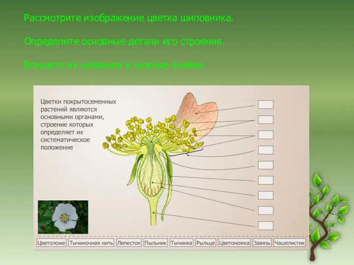 Рассмотрите изображение цветка шиповника. Определите основные детали его строения. Впишите их названия в нужные ячейки.