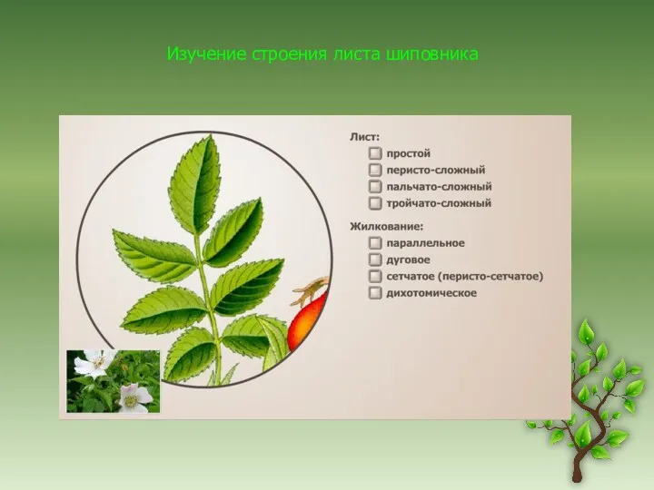 Изучение строения листа шиповника