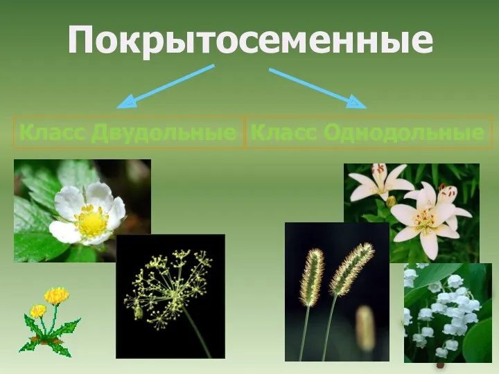 Класс Двудольные Класс Однодольные Покрытосеменные