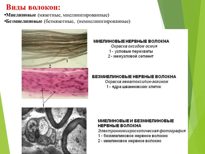 Виды волокон: Миелиновые (мякотные, миелинизированные) Безмиелиновые (безмякотные, (немиелинизированные)