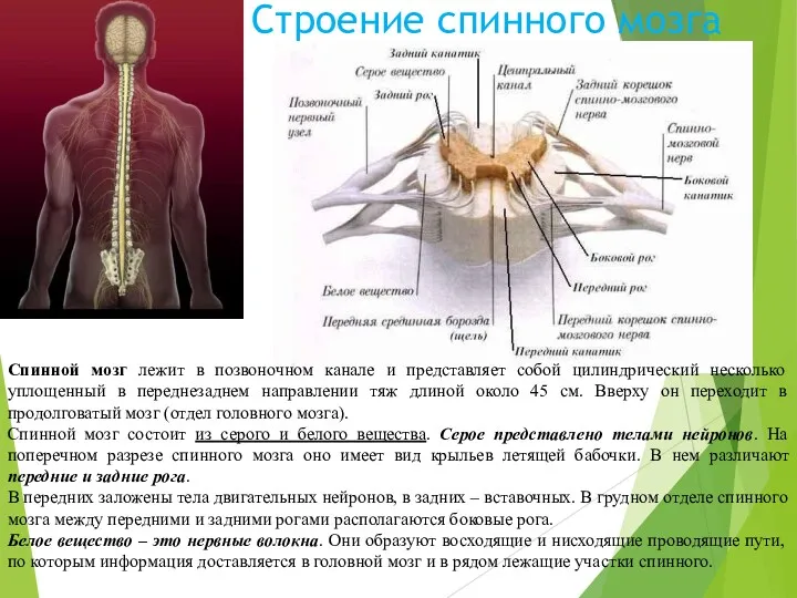 Строение спинного мозга Спинной мозг лежит в позвоночном канале и