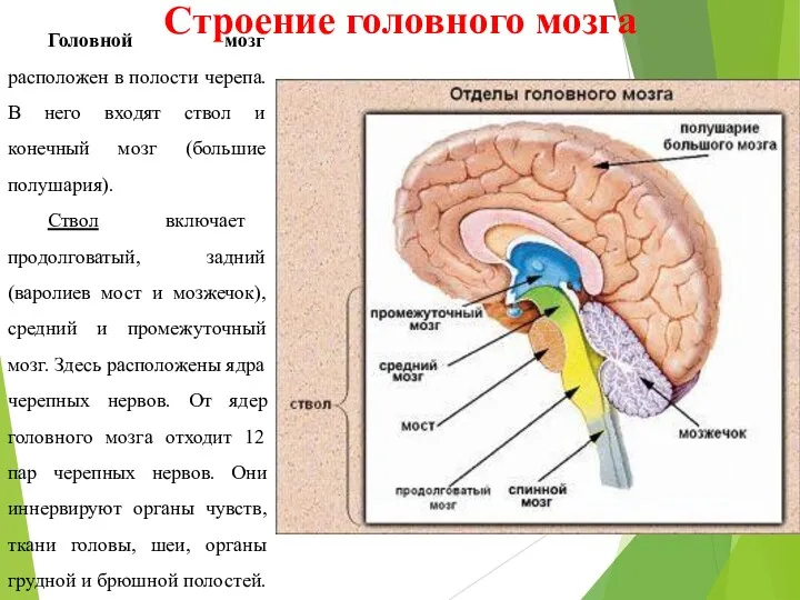 Головной мозг расположен в полости черепа. В него входят ствол