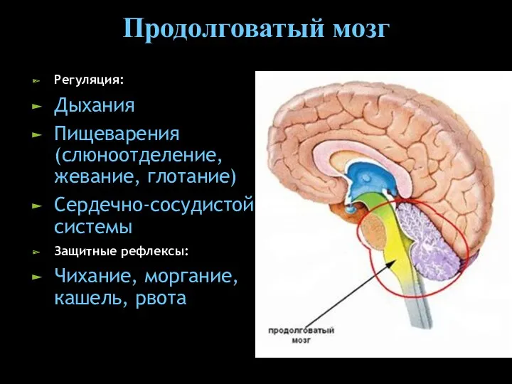 Продолговатый мозг Регуляция: Дыхания Пищеварения (слюноотделение, жевание, глотание) Сердечно-сосудистой системы Защитные рефлексы: Чихание, моргание, кашель, рвота