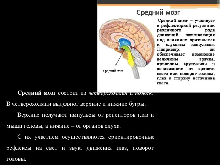 Средний мозг состоит из четверохолмия и ножек. В четверохолмии выделяют