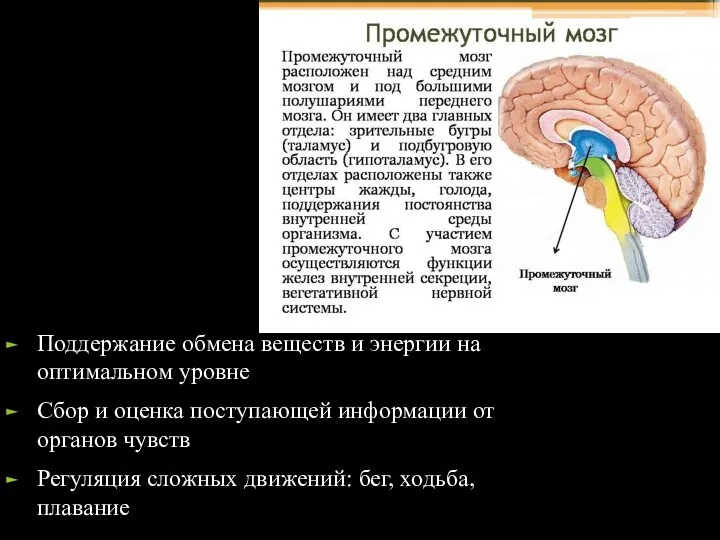 Поддержание обмена веществ и энергии на оптимальном уровне Сбор и