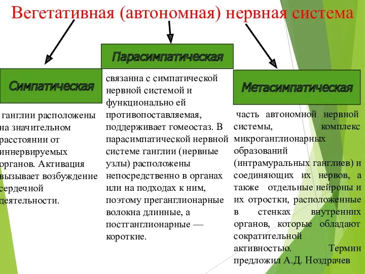 Вегетативная (автономная) нервная система Симпатическая Парасимпатическая Метасимпатическая часть автономной нервной