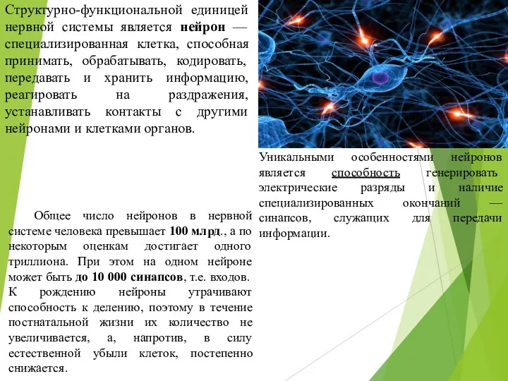 Структурно-функциональной единицей нервной системы является нейрон — специализированная клетка, способная