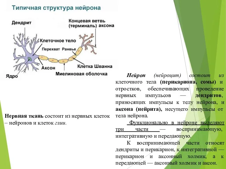 Нейрон (нейроцит) состоит из клеточного тела (перикариона, сомы) и отростков,