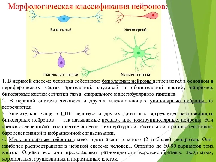 Морфологическая классификация нейронов: 1. В нервной системе человека собственно биполярные