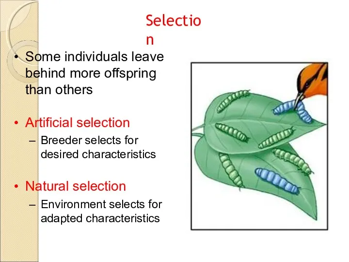 Some individuals leave behind more offspring than others Artificial selection Breeder selects for
