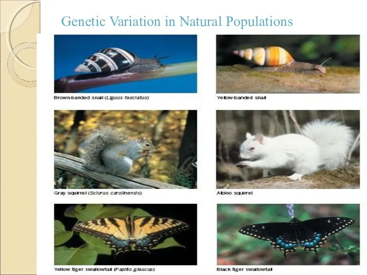 Genetic Variation in Natural Populations 