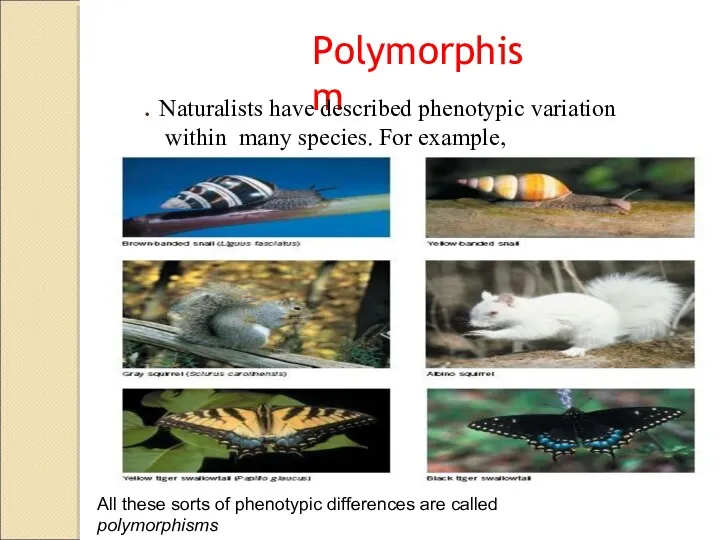 Polymorphism . Naturalists have described phenotypic variation within many species. For example, 