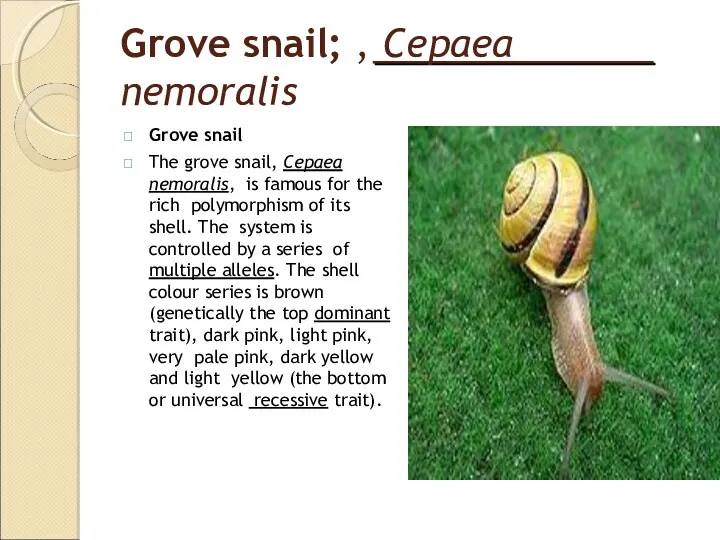 Grove snail; , Cepaea nemoralis Grove snail The grove snail, Cepaea nemoralis, is