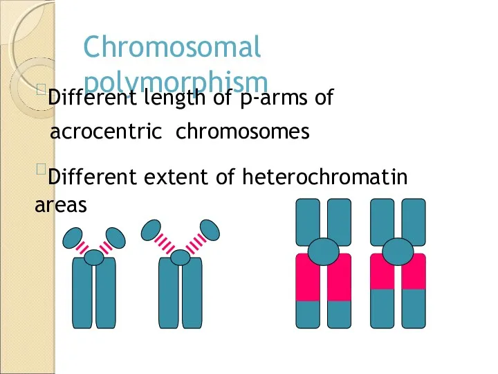 Chromosomal polymorphism Different length of p-arms of acrocentric chromosomes Different extent of heterochromatin areas
