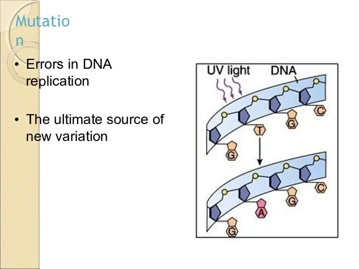 Errors in DNA replication The ultimate source of new variation Mutation
