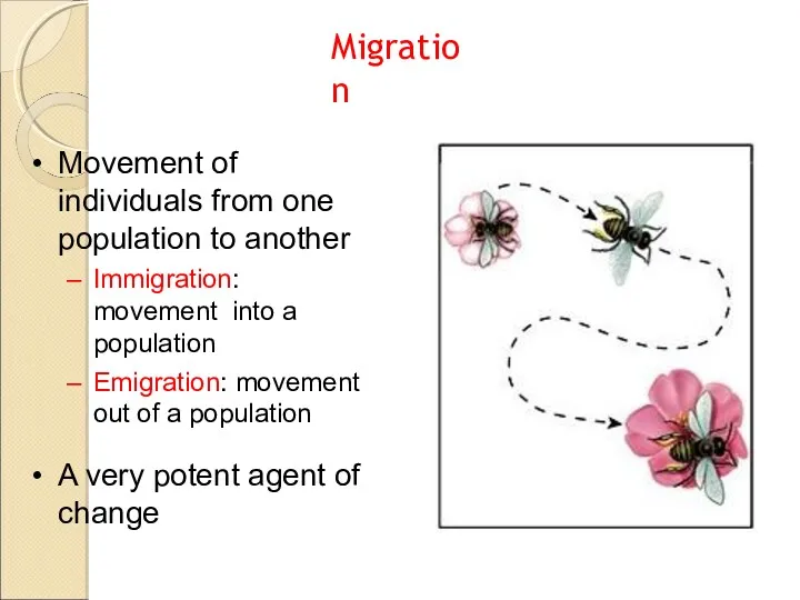 Movement of individuals from one population to another Immigration: movement into a population
