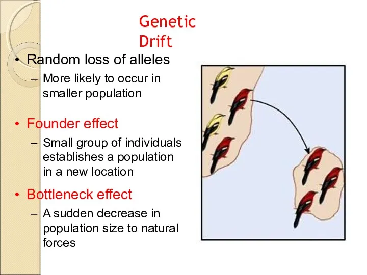 Genetic Drift Random loss of alleles More likely to occur in smaller population
