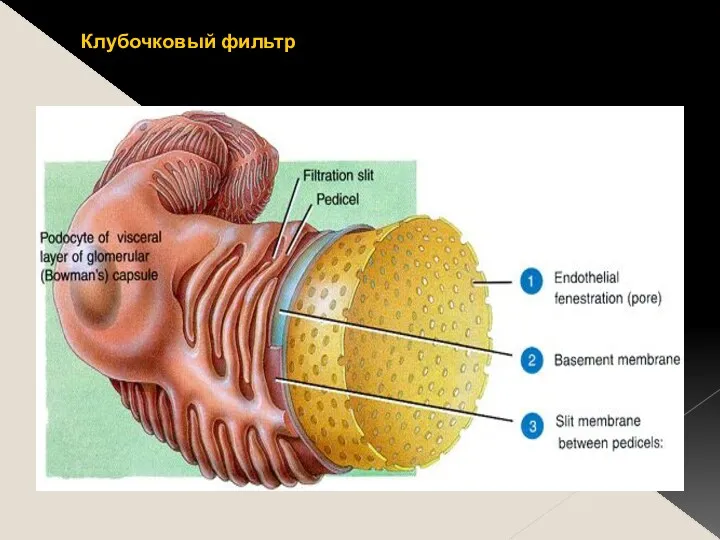 Клубочковый фильтр