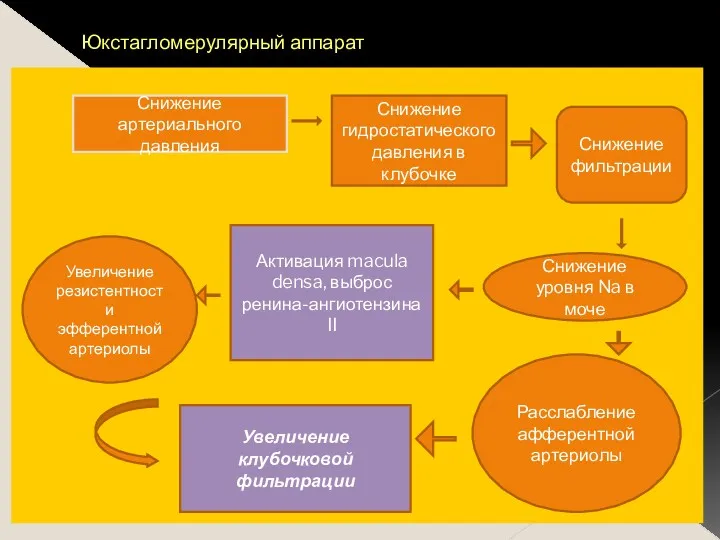 Юкстагломерулярный аппарат Снижение артериального давления Снижение гидростатического давления в клубочке