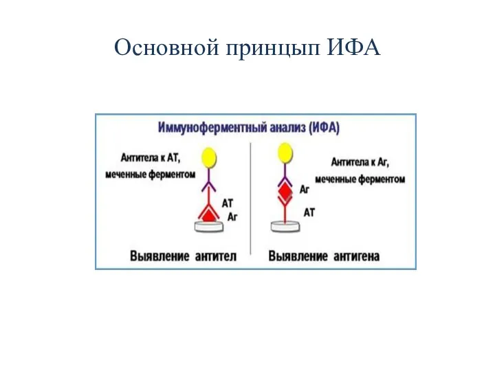 Основной принцып ИФА