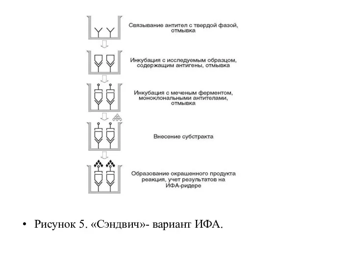 Рисунок 5. «Сэндвич»- вариант ИФА.