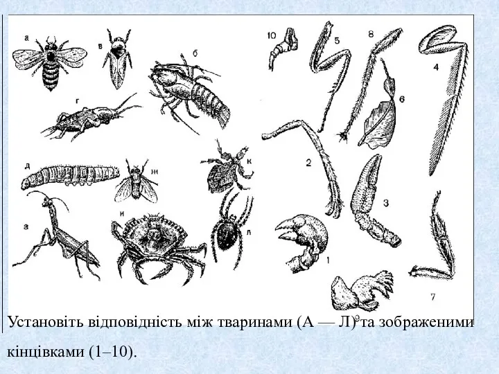 Установіть відповідність між тваринами (А — Л) та зображеними кінцівками (1–10).