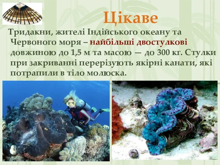 Цікаве Тридакни, жителі Індійського океану та Червоного моря – найбільші