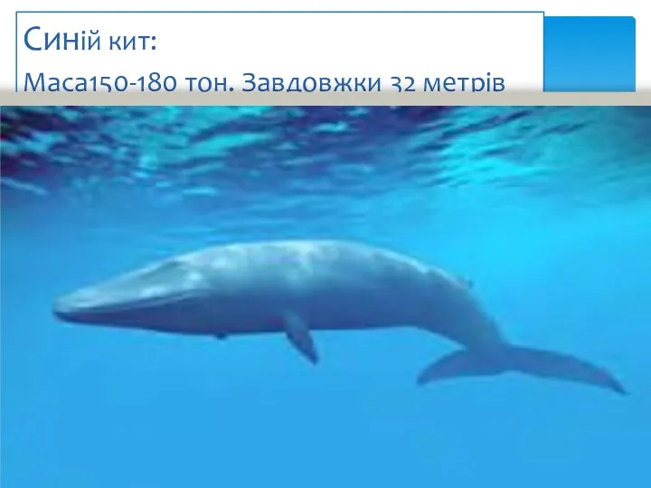 Синій кит: Маса150-180 тон. Завдовжки 32 метрів