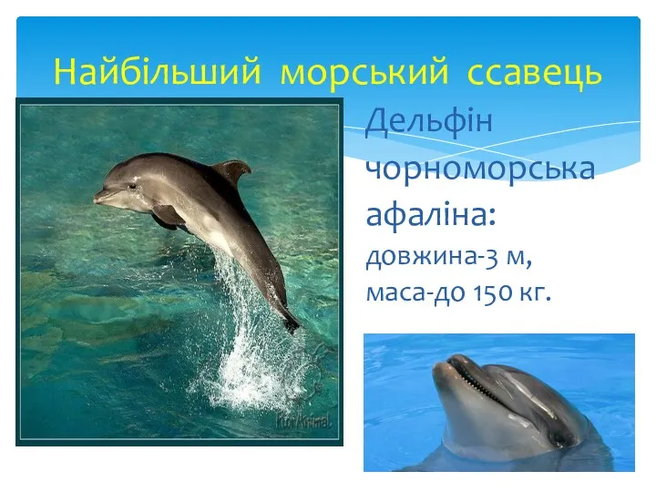 Найбільший морський ссавець Дельфін чорноморська афаліна: довжина-3 м, маса-до 150 кг.