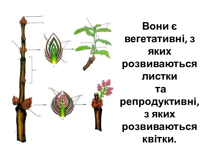 Вони є вегетативні, з яких розвиваються листки та репродуктивні, з яких розвиваються квітки.