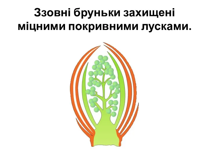 Ззовні бруньки захищені міцними покривними лусками.