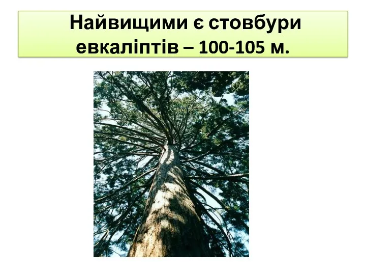 Найвищими є стовбури евкаліптів – 100-105 м.