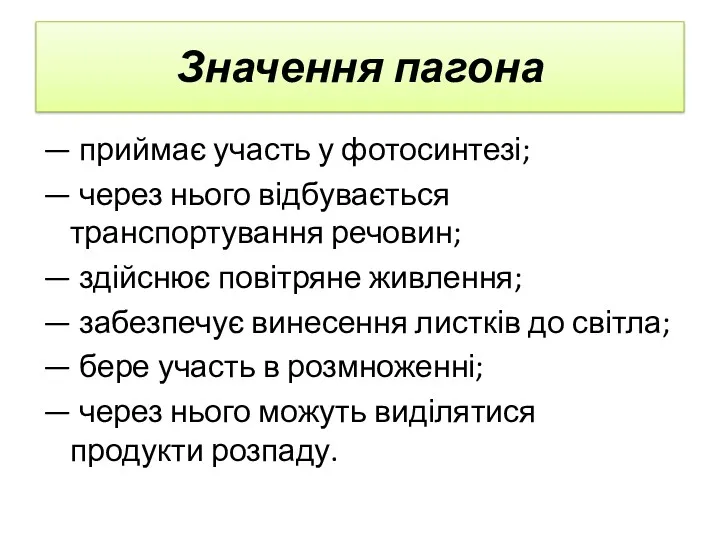 Значення пагона — приймає участь у фотосинтезі; — через нього